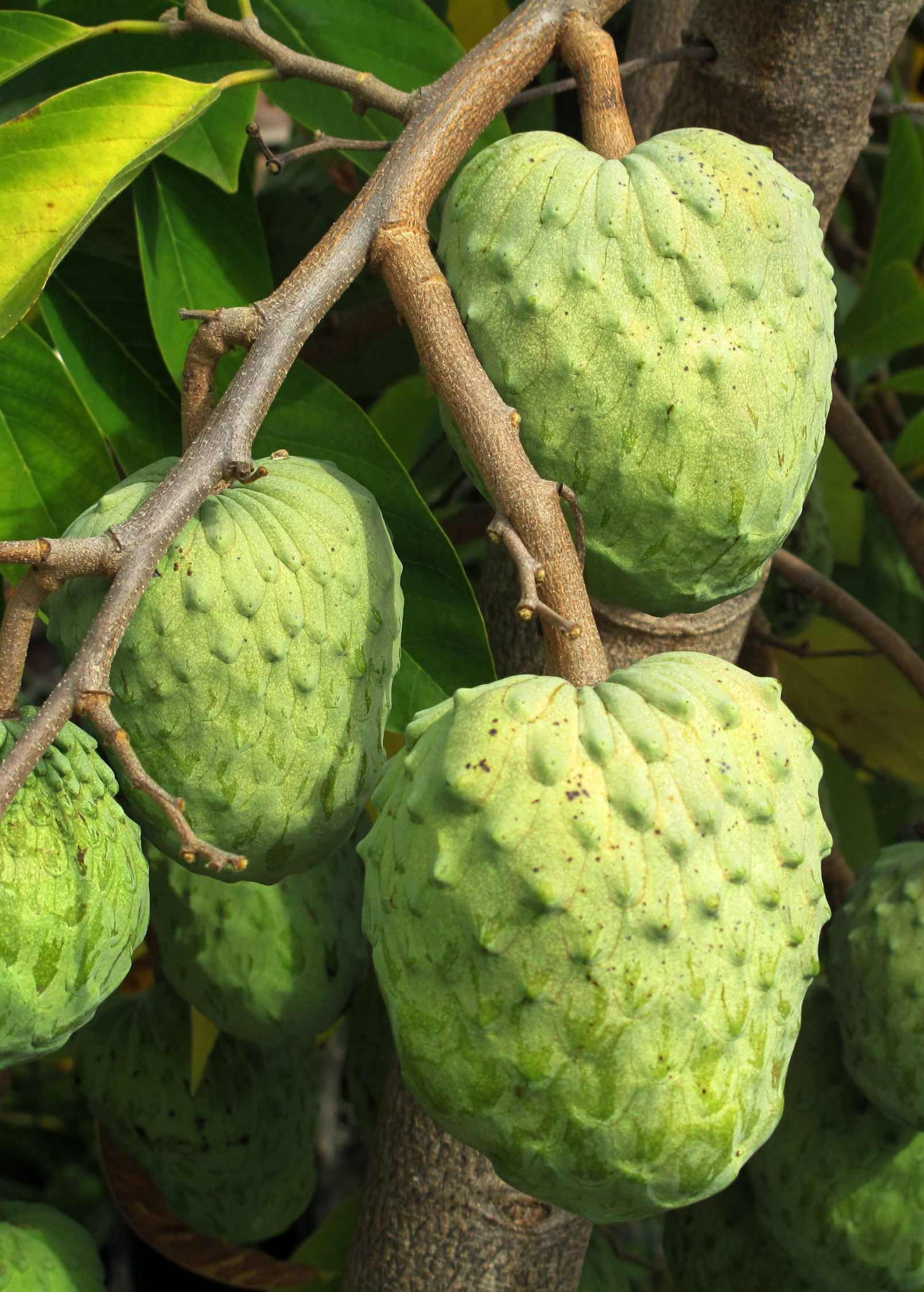 Large Atemoya 'Geffner' tropical fruit tree in burlap pot by Sow Exotic, showcasing lush green foliage and healthy growth.