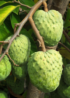 Large Atemoya 'Geffner' tropical fruit tree in burlap pot by Sow Exotic, showcasing lush green foliage and healthy growth.