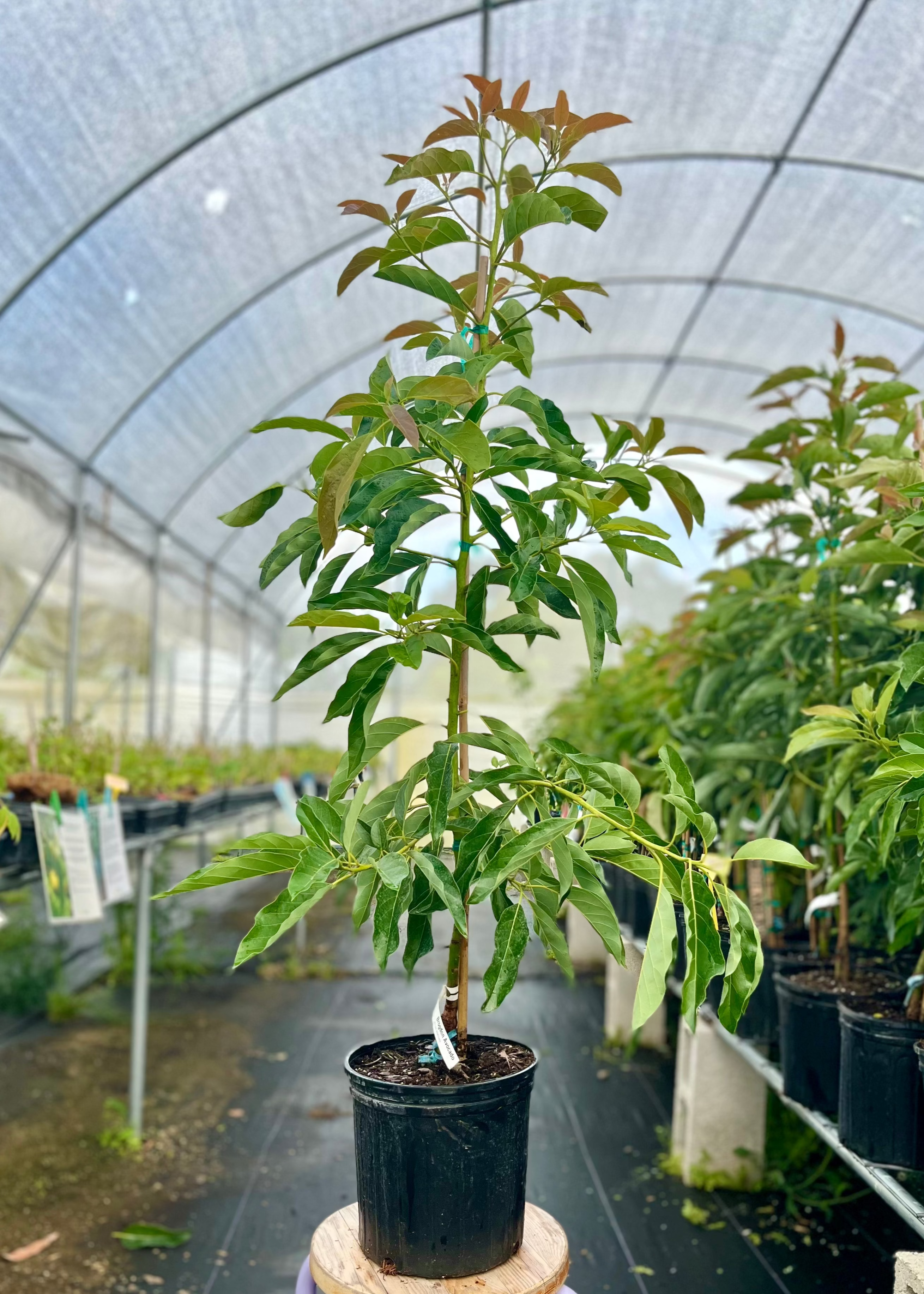 Large Avocado 'Brogdon' tropical fruit tree in a burlap pot by Sow Exotic, showcasing lush green foliage and healthy growth.