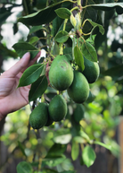 Large burlap pot with Sow Exotic Avocado 'Joey' tropical fruit tree, Persea americana, showcasing lush green foliage and healthy growth.
