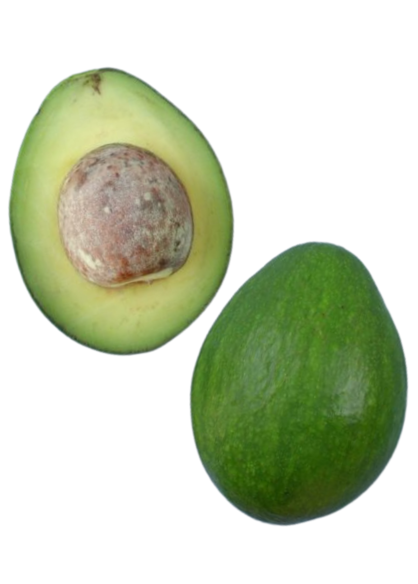 Large burlap potted Avocado 'Lila' tropical fruit tree by Sow Exotic, showcasing lush green leaves and healthy growth.