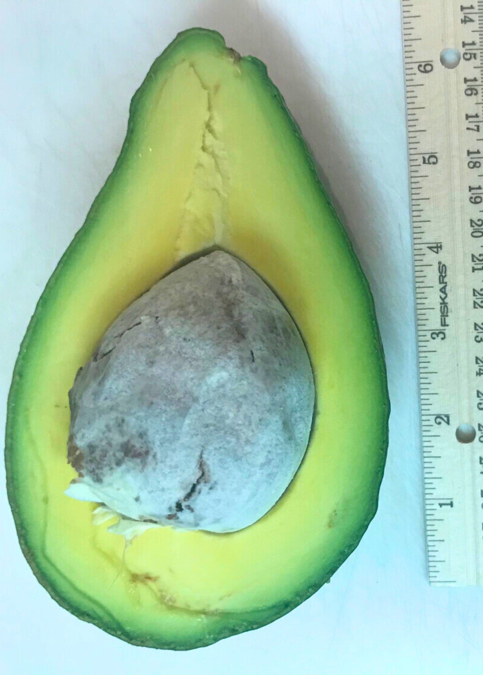Large avocado 'Tonnage' tropical fruit tree in a burlap pot from Sow Exotic, showcasing lush green foliage and healthy growth.
