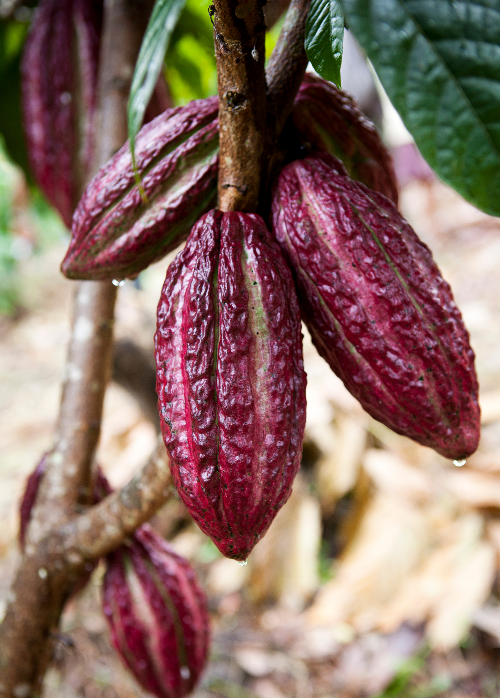 Large red cacao tropical fruit tree in burlap pot by Sow Exotic, showcasing lush green leaves and vibrant cacao pods.