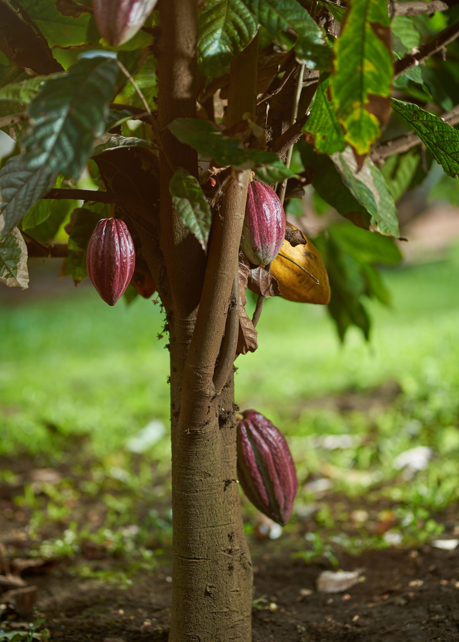 Large Sow Exotic red cacao tropical fruit tree in burlap pot, showcasing lush green leaves and vibrant red cacao pods.