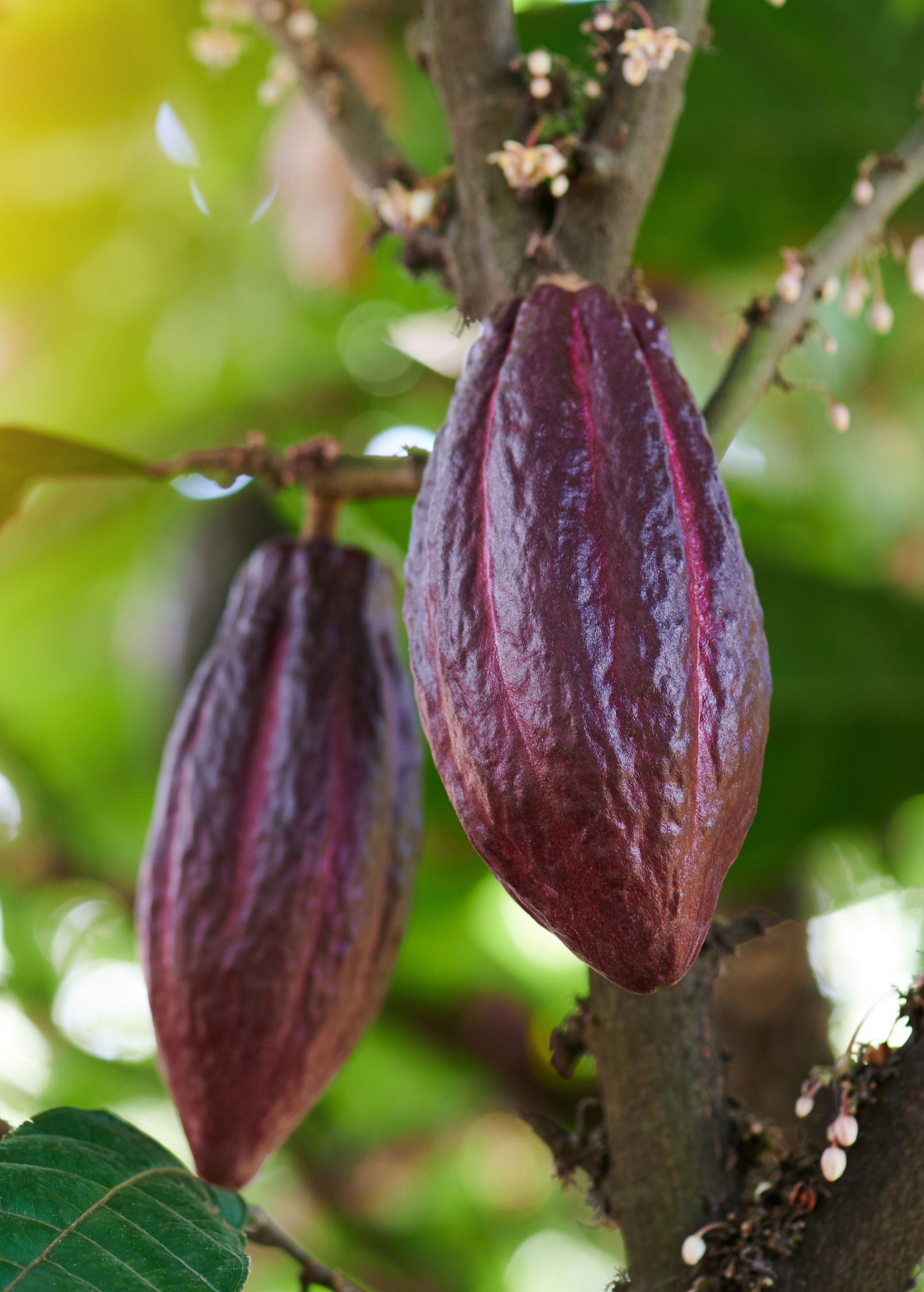 Red cacao tropical fruit tree in a large burlap pot by Sow Exotic, showcasing vibrant cacao pods on lush green branches.