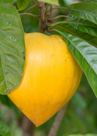 Large burlap pot with Sow Exotic Canistel 'Oro' tropical fruit tree, showcasing lush green foliage and healthy growth.