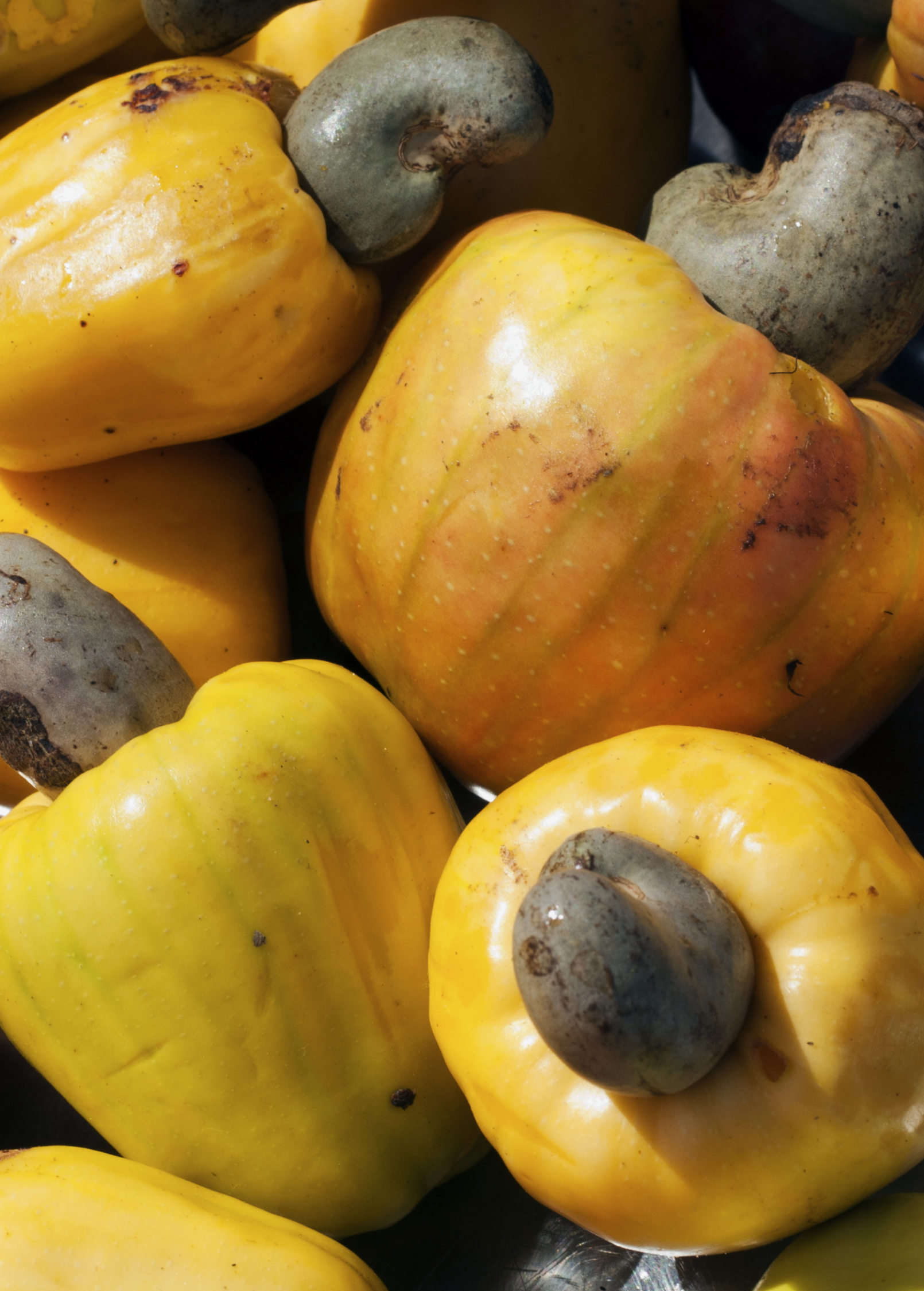 Large yellow cashew tropical fruit tree in burlap pot by Sow Exotic, showcasing lush foliage and healthy growth.