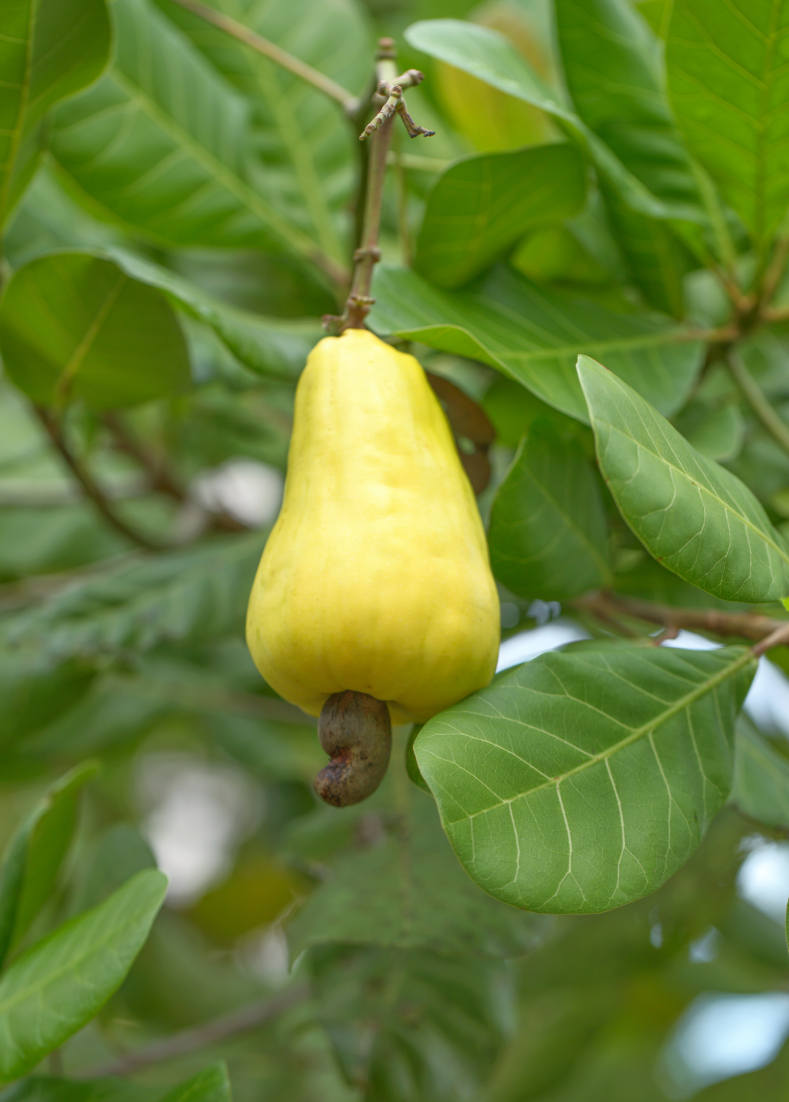 Large yellow cashew tropical fruit tree in burlap pot by Sow Exotic, showcasing lush foliage and mature growth.