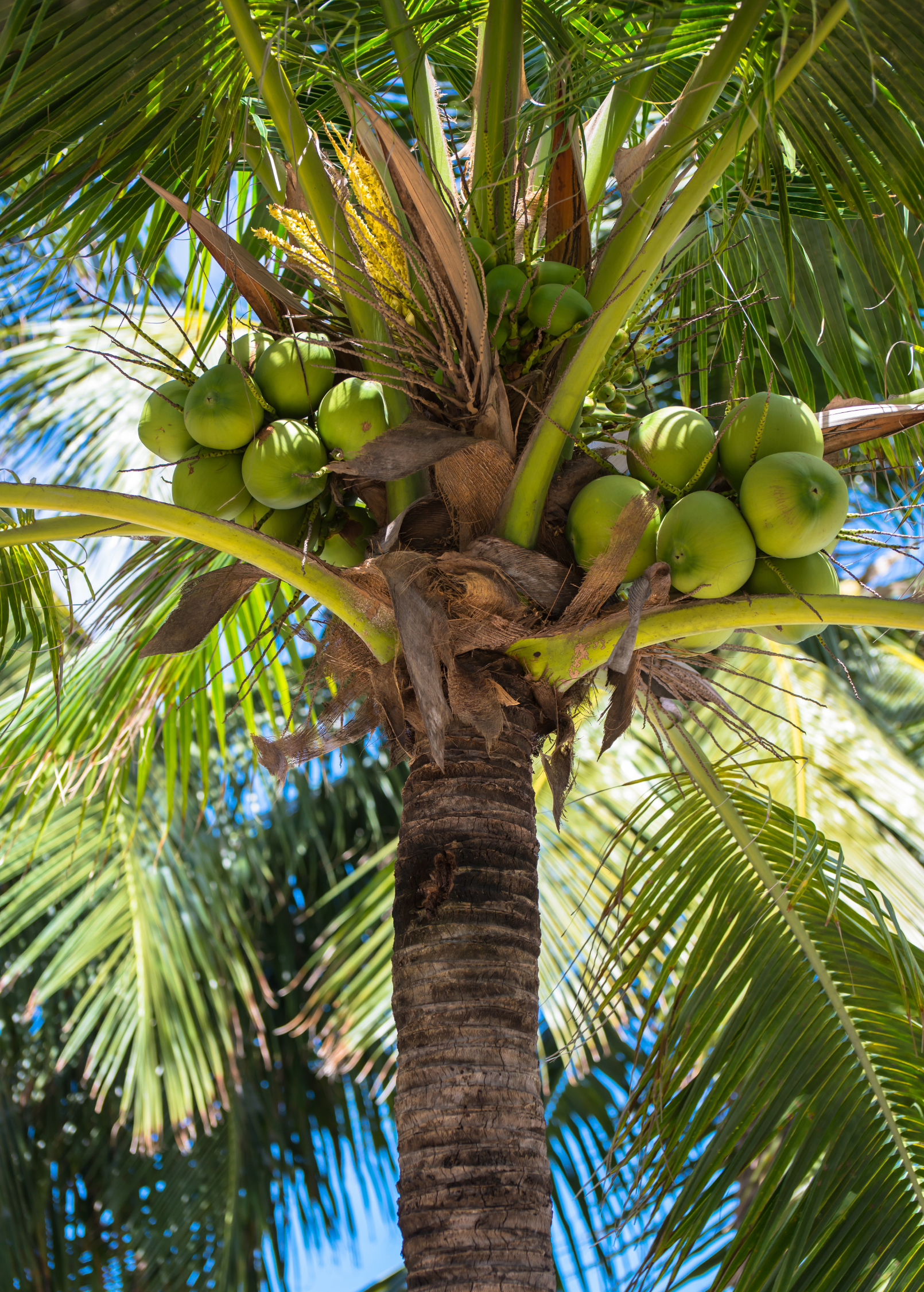 Large coconut palm tree in burlap pot, tropical fruit tree by Sow Exotic, with lush green fronds and tall trunk.