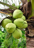 Large coconut palm tree in burlap pot, tropical fruit tree by Sow Exotic, with lush green fronds and a sturdy trunk.