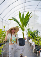 Large coconut palm tree in burlap pot by Sow Exotic, tropical fruit tree with lush green fronds and a tall trunk.