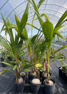 Large coconut palm tree in burlap pot, tropical fruit tree from Sow Exotic, with lush green fronds and textured trunk.