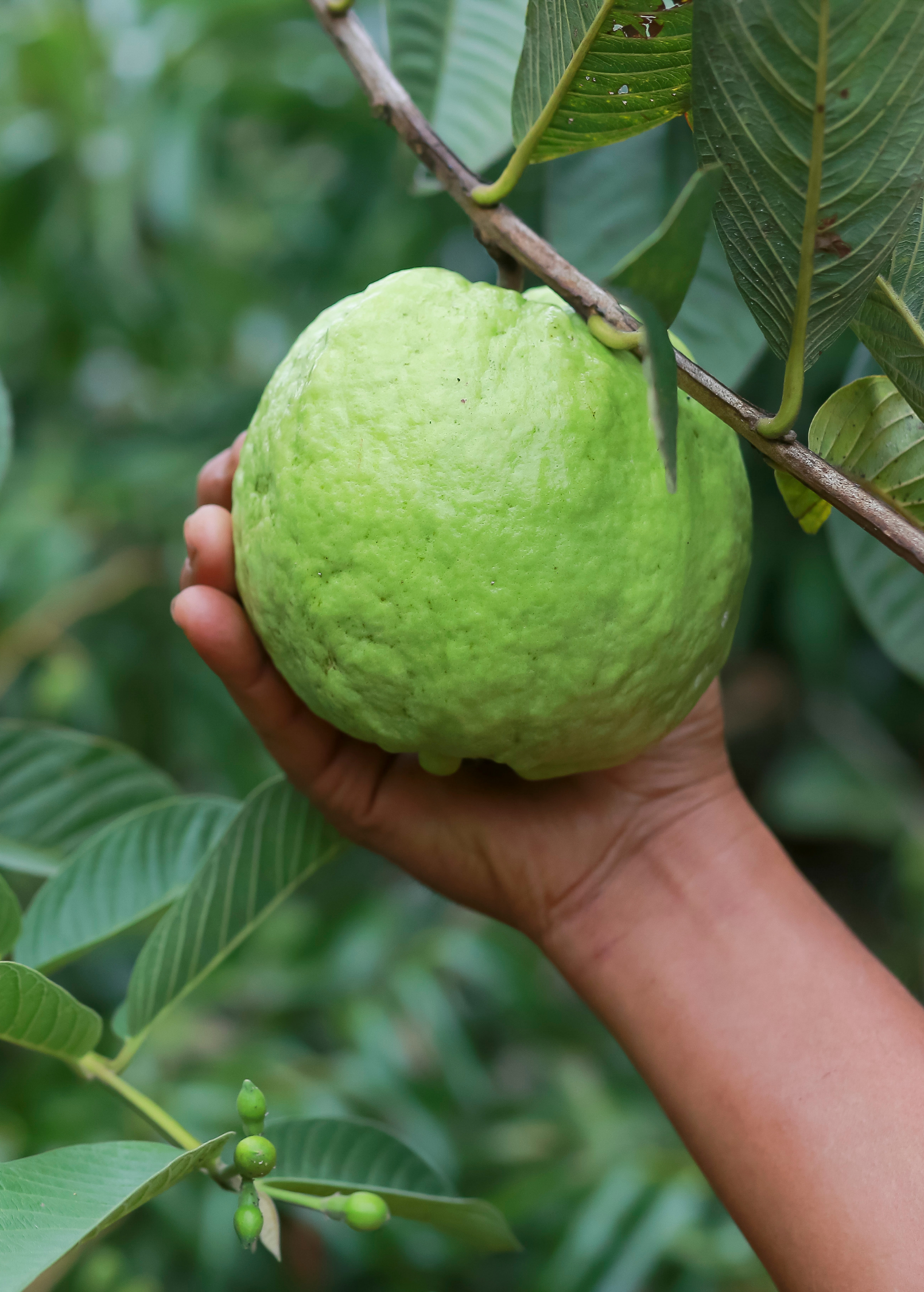 Large Guava 'Kilo' tropical fruit tree in burlap pot by Sow Exotic, with lush green foliage and healthy growth.