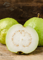 Large guava 'Kilo' tropical fruit tree in burlap pot by Sow Exotic, showcasing lush green foliage and healthy growth.