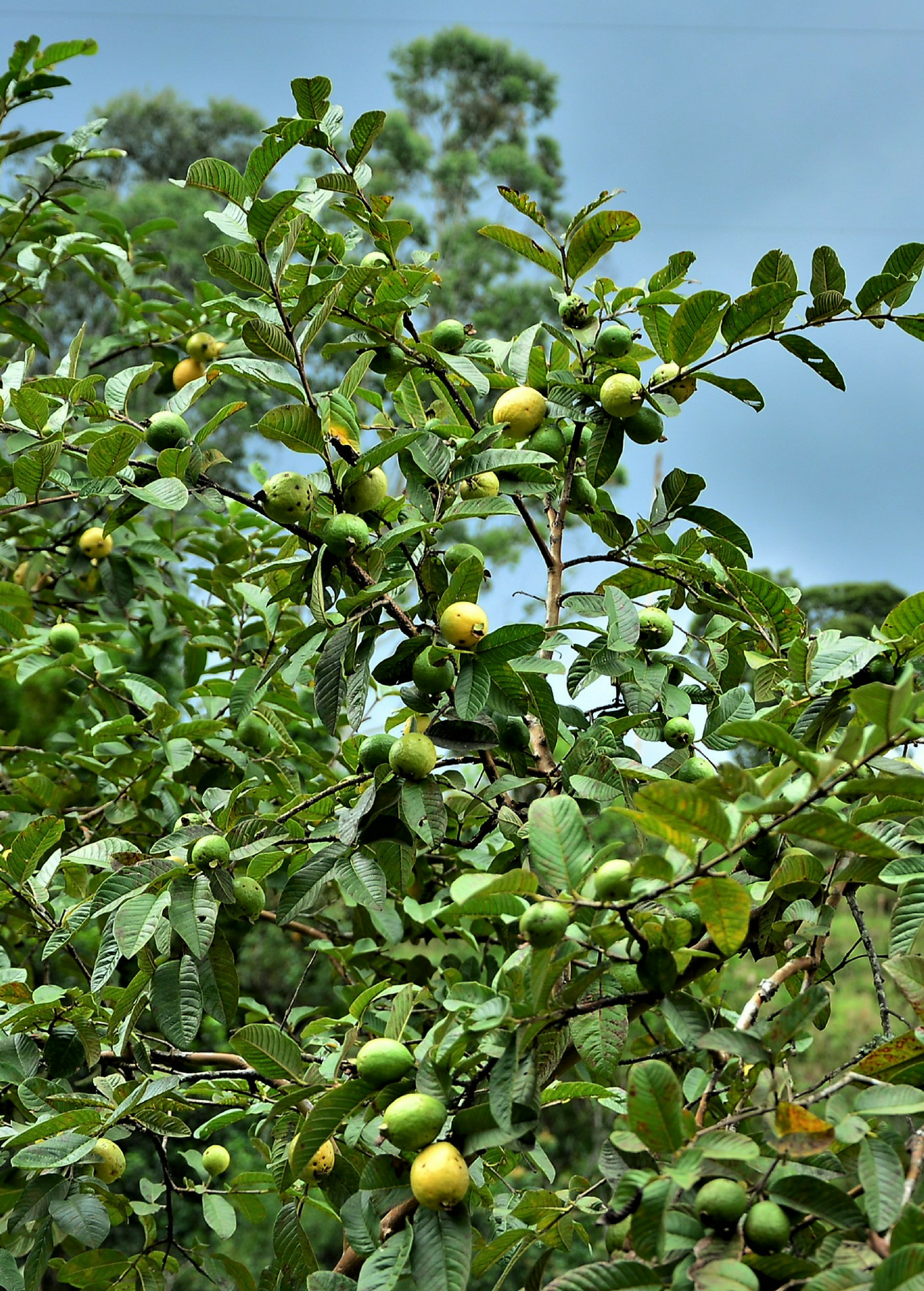 Large wild Florida guava tropical fruit tree in burlap pot by Sow Exotic, showcasing lush green leaves and healthy growth.