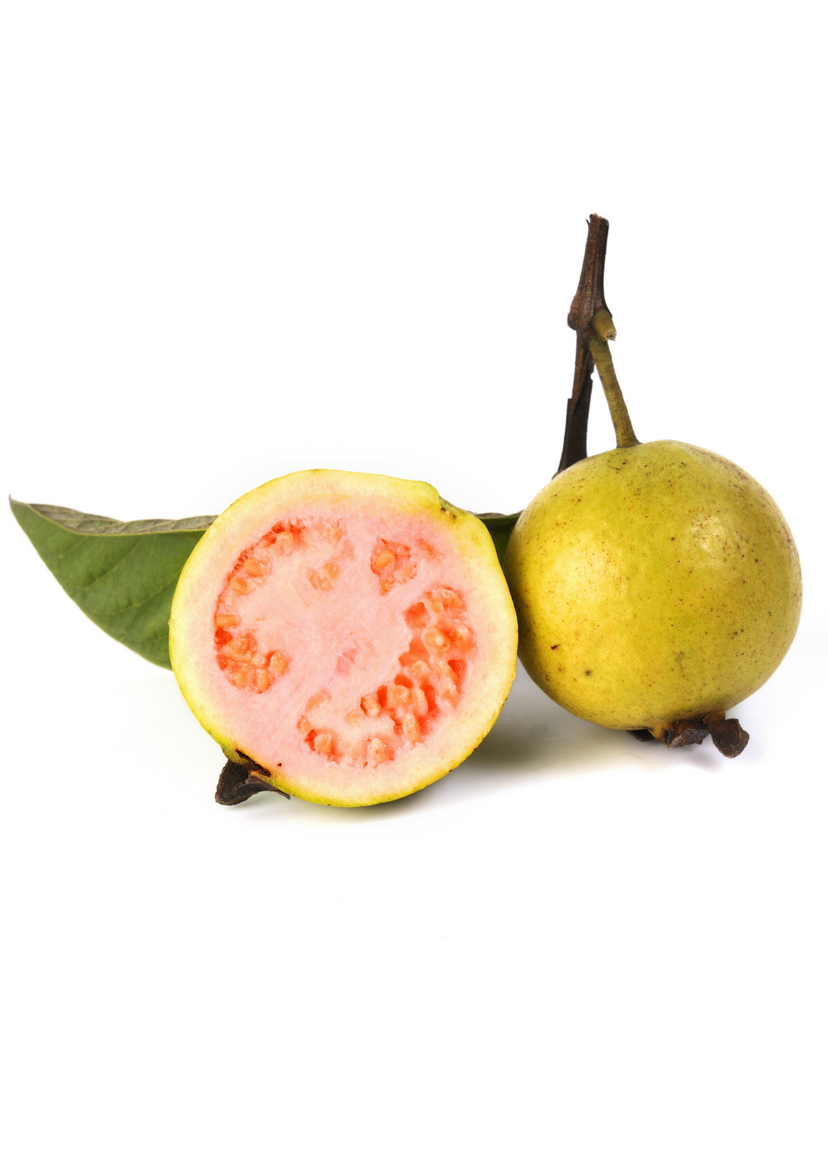 Large image of a Wild Florida Guava tropical fruit tree in a burlap pot by Sow Exotic, showcasing lush green leaves and healthy growth.