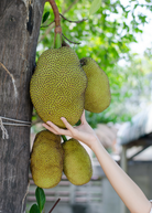 Large burlap pot with Sow Exotic Jackfruit 'Black Gold' tropical fruit tree, showcasing lush green foliage and healthy growth.