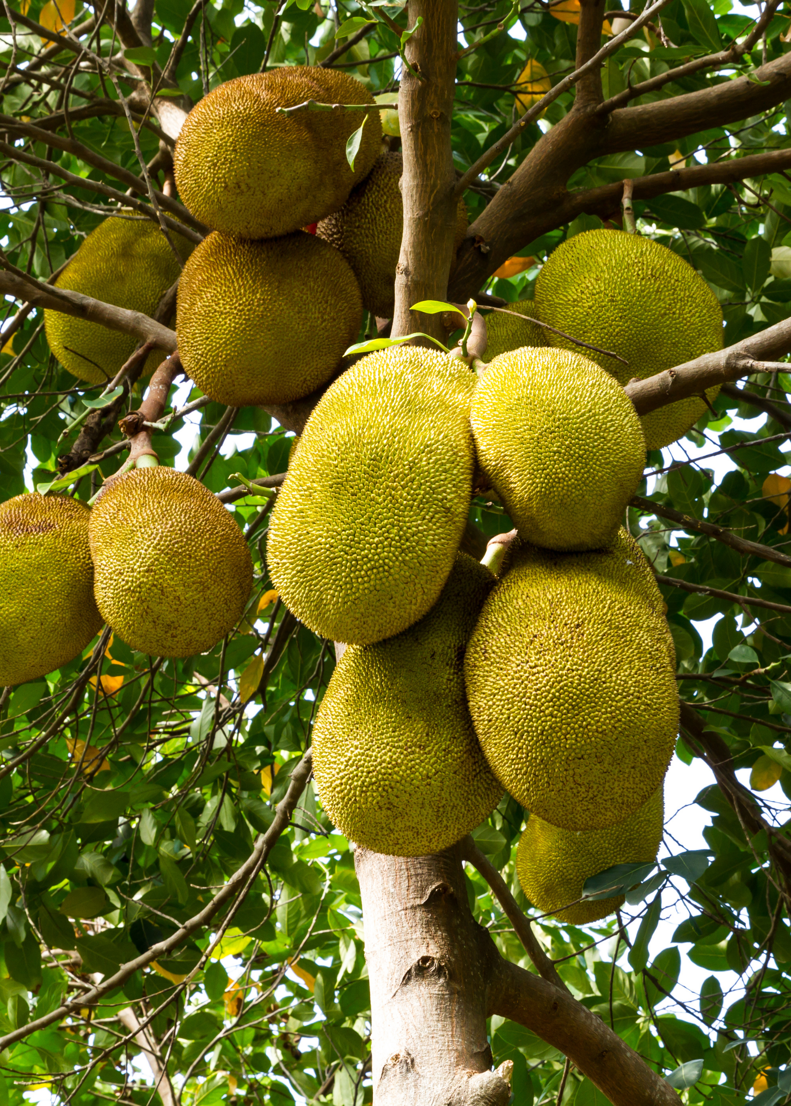 Large burlap-pot of Sow Exotic Jackfruit 'Crunchy', a tropical fruit tree with lush green leaves and developing fruit.