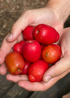 Red Jocote tropical fruit tree in large burlap pot by Sow Exotic, showcasing vibrant foliage and healthy growth.
