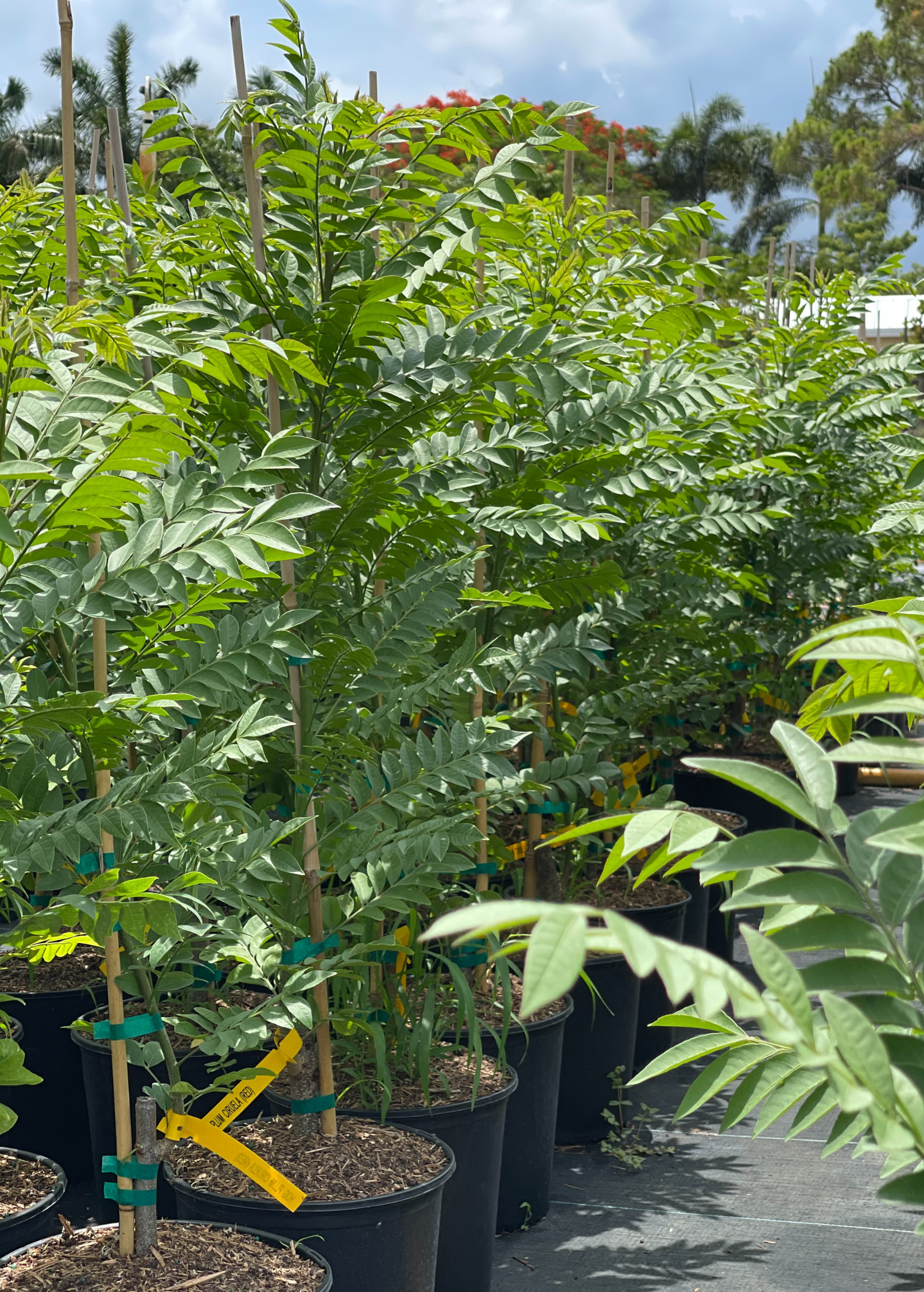 Red Jocote tropical fruit tree in large burlap pot by Sow Exotic, showcasing vibrant foliage and healthy growth.