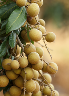 Large burlap pot with Biew Kiew Longan tropical fruit tree by Sow Exotic, showcasing lush green foliage and healthy branches.