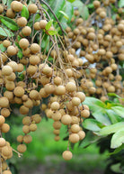 Large burlap pot with a Kohala Longan tropical fruit tree from Sow Exotic, showing lush green foliage and healthy branches.