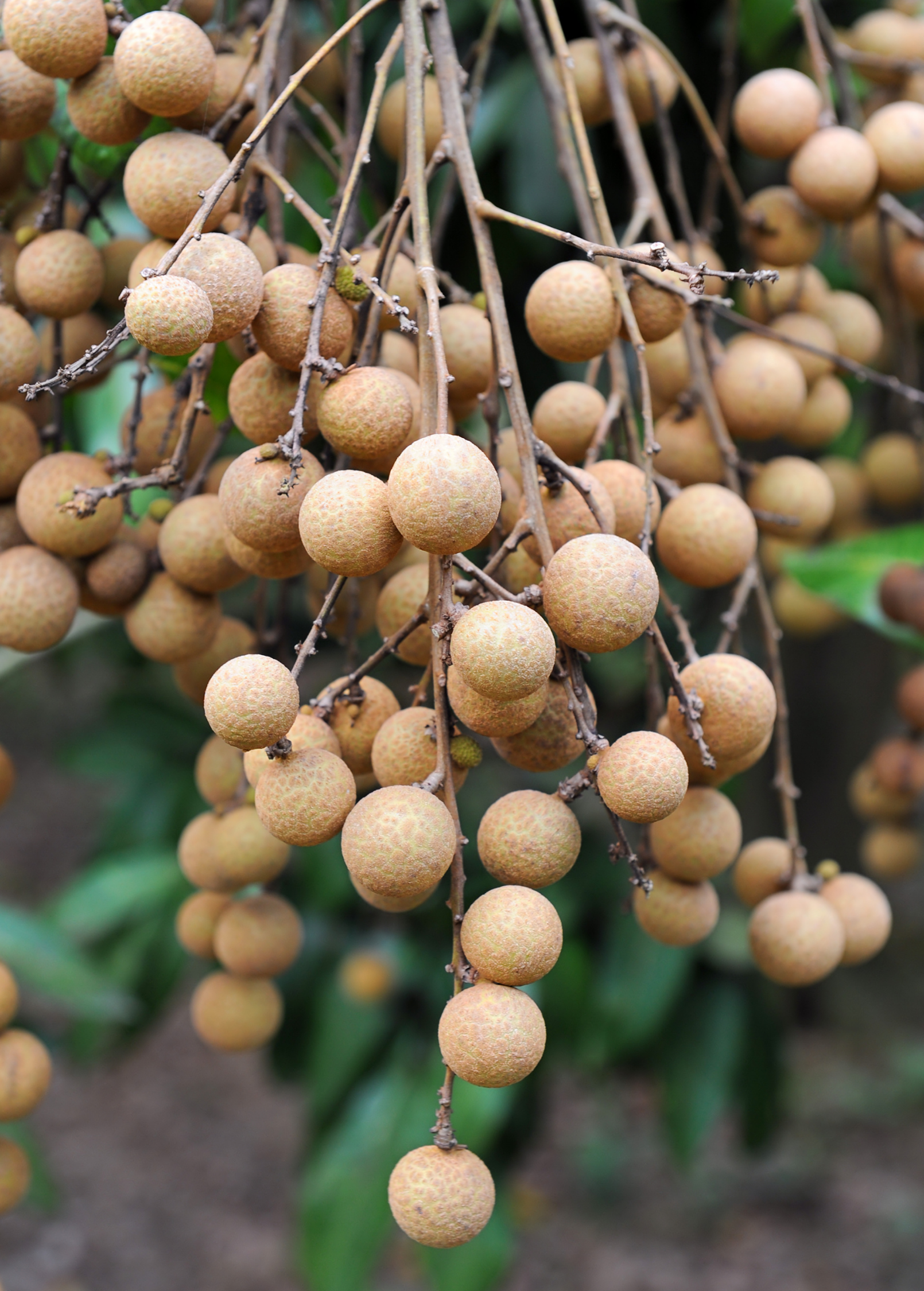 Pink Sri Chompoo Longan tropical fruit tree in large burlap pot, showcasing lush green leaves and vibrant pink fruit clusters.