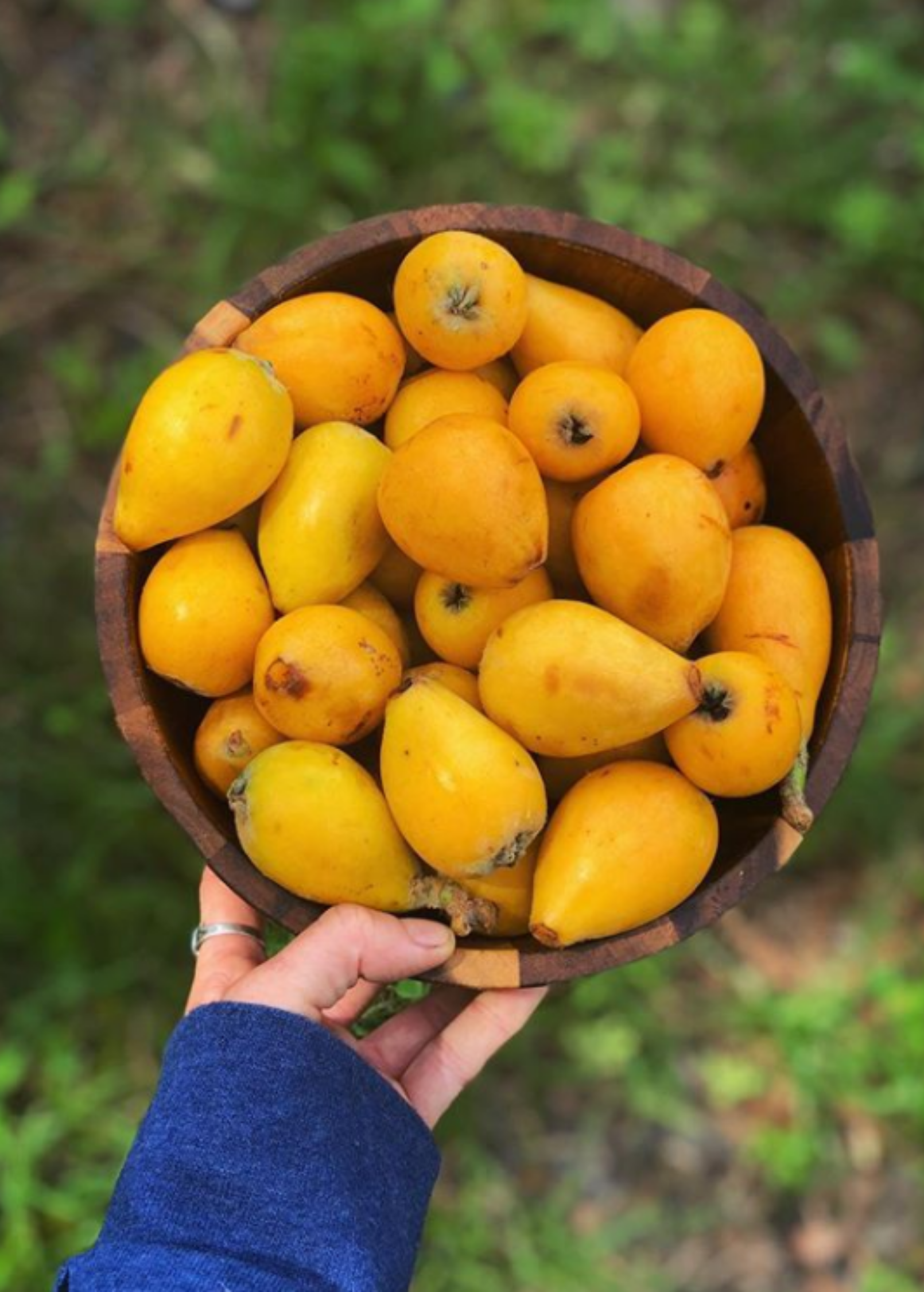 Large burlap pot with a Loquat 'Christmas' tropical fruit tree by Sow Exotic, showcasing lush green foliage and compact growth.