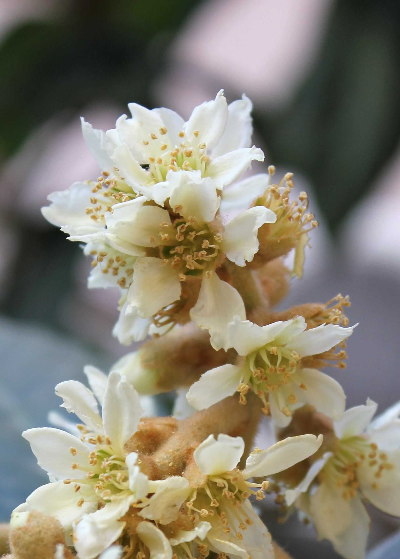 Large loquat 'Christmas' tropical fruit tree in burlap pot by Sow Exotic, showcasing glossy green leaves and developing fruit.