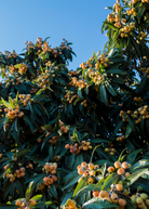 Large burlap pot with a mature Loquat 'Christmas' tropical fruit tree by Sow Exotic, showcasing lush green leaves and growing fruit.