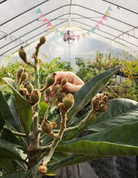 Large burlap pot with a Loquat 'Christmas' tropical fruit tree by Sow Exotic, showcasing lush green foliage and compact growth.