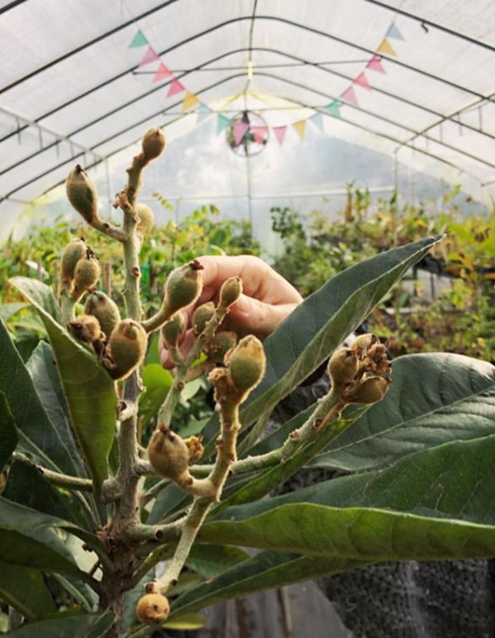 Large burlap pot with a Loquat 'Christmas' tropical fruit tree by Sow Exotic, showcasing lush green foliage and compact growth.