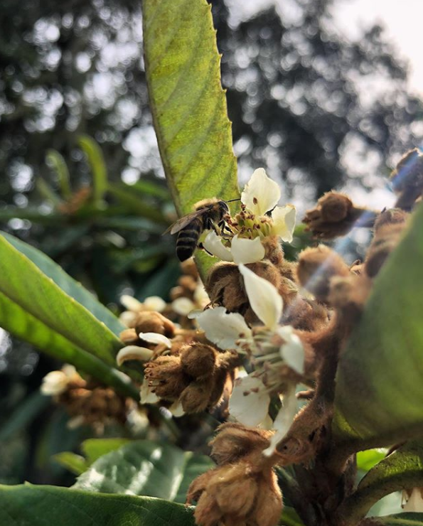 Large loquat 'Christmas' tropical fruit tree from Sow Exotic in a burlap pot, showcasing lush green leaves and developing fruit.