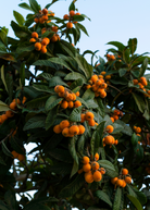 Large burlap pot with Sow Exotic Loquat 'Italy' tropical fruit tree, showcasing lush green leaves and healthy growth.