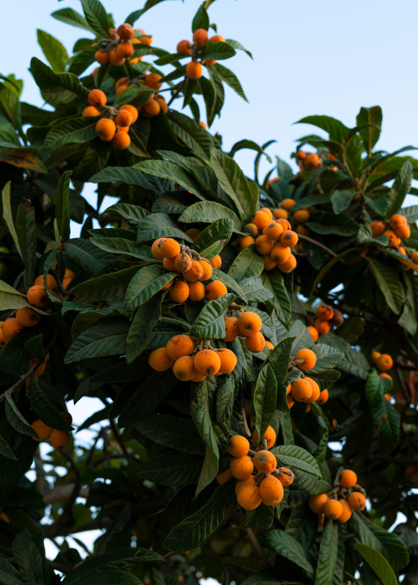 Large burlap pot with Sow Exotic Loquat 'Italy' tropical fruit tree, showcasing lush green leaves and healthy growth.