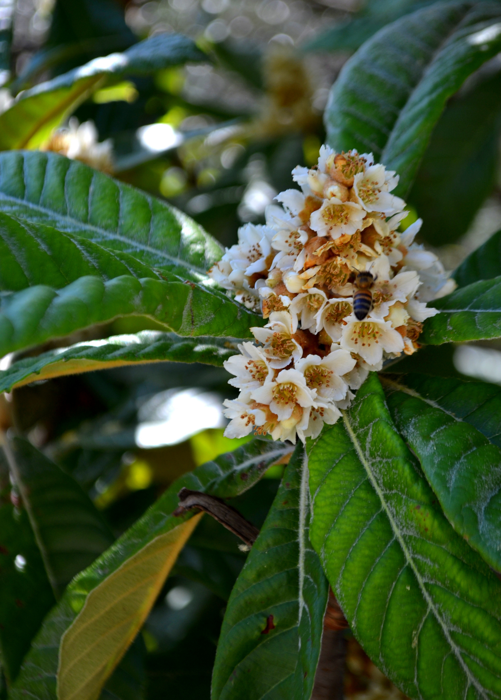 Large burlap pot with a healthy Loquat 'Italy' (Eriobotrya japonica) tropical fruit tree by Sow Exotic, showcasing lush green foliage.