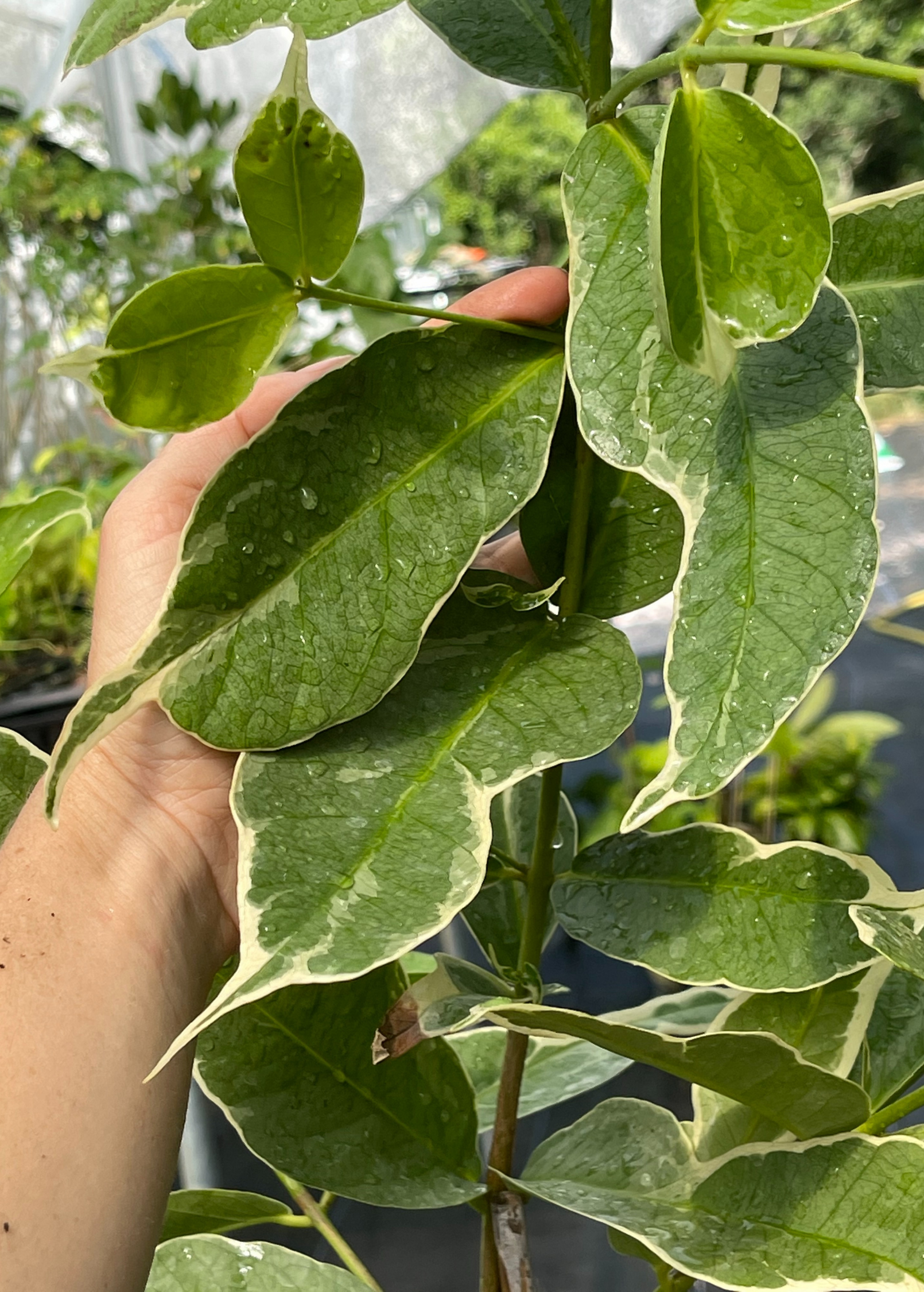 Variegated Malay Apple tropical fruit tree in large burlap pot by Sow Exotic, showcasing vibrant variegated leaves and lush growth.