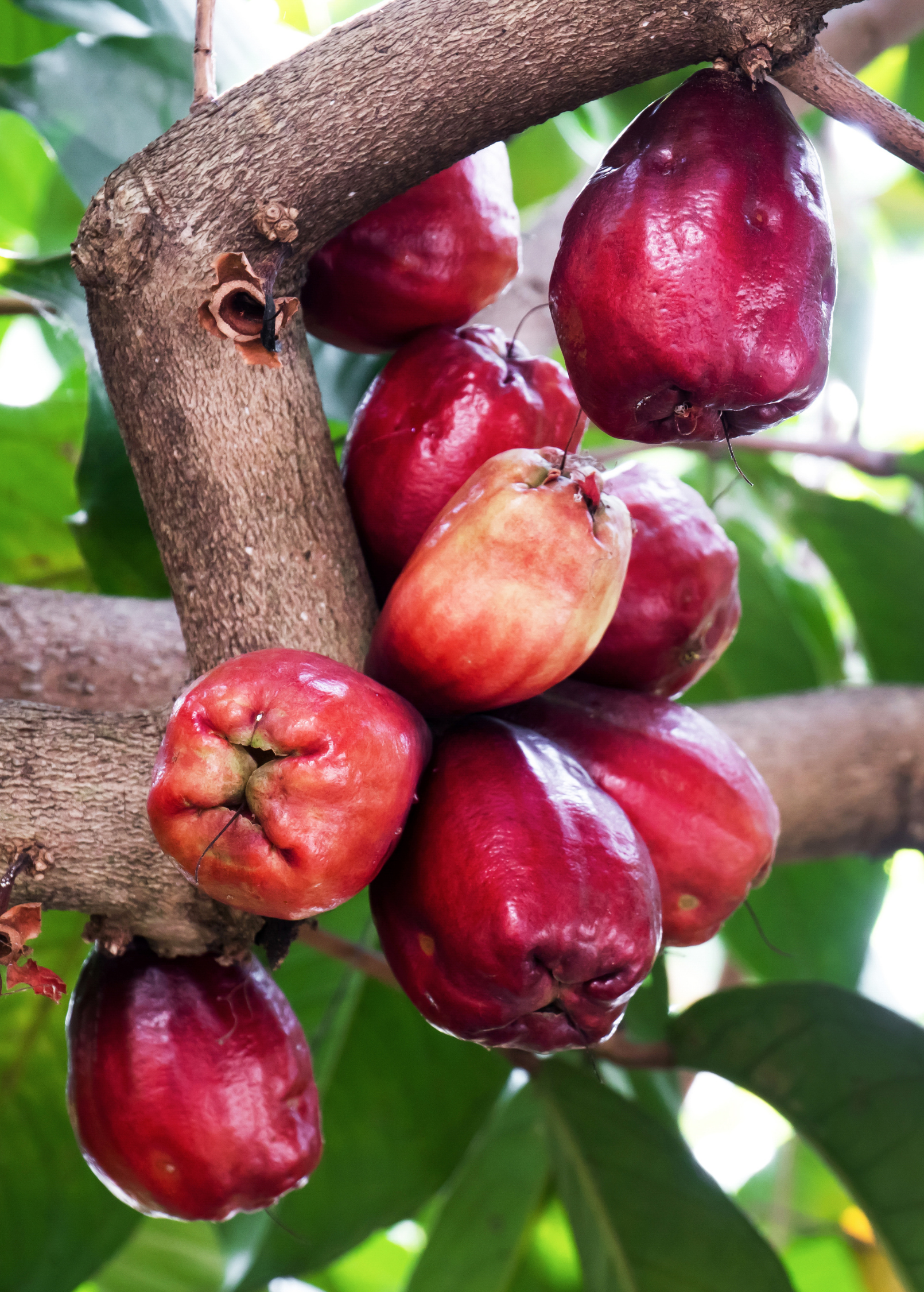 Large variegated Malay Apple tropical fruit tree in a burlap pot by Sow Exotic, showcasing vibrant leaves and lush foliage.