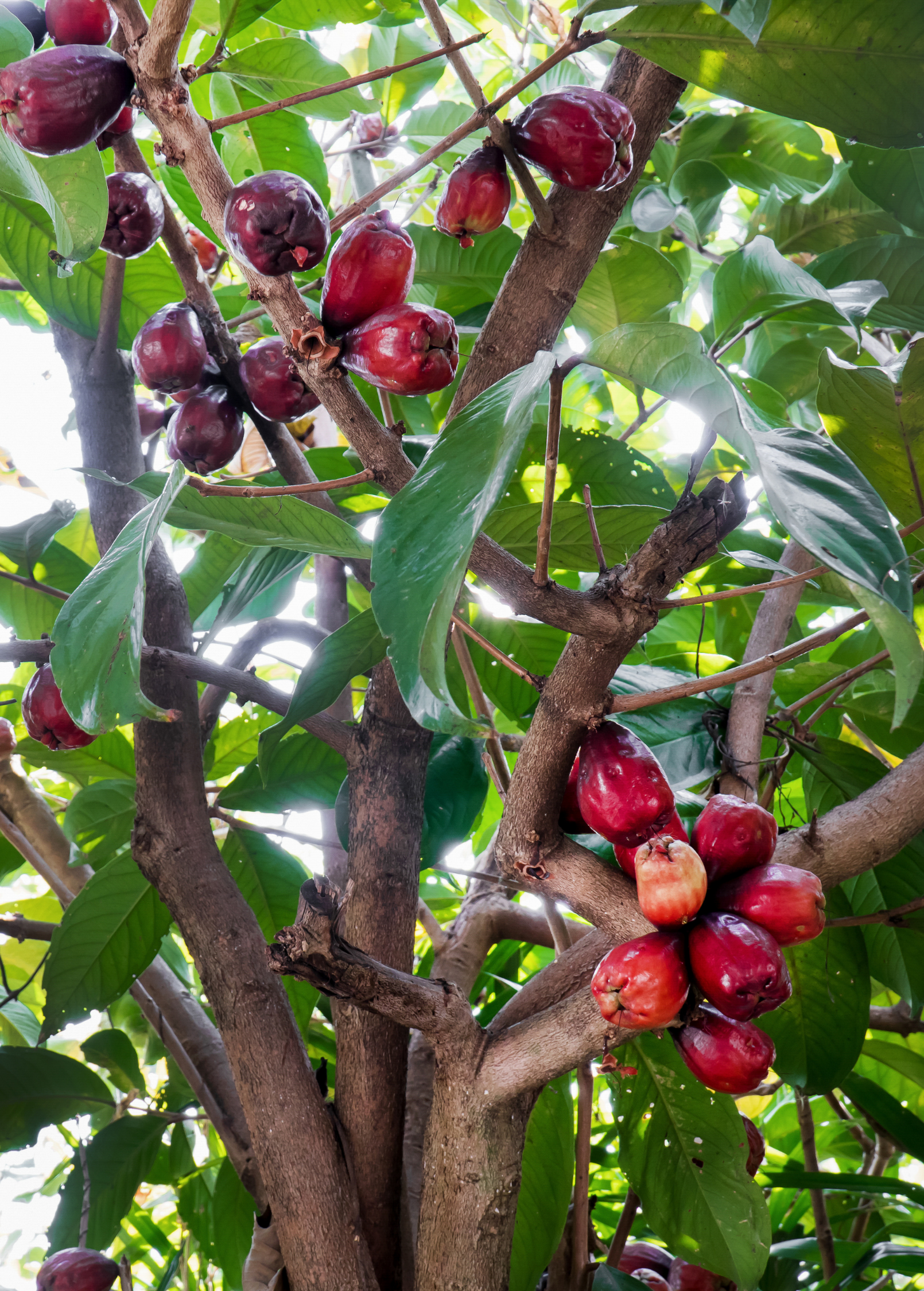 Variegated Malay Apple tropical fruit tree by Sow Exotic in a large burlap pot, showcasing vibrant variegated leaves and healthy growth.