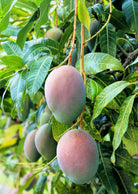 Large Sow Exotic Mango 'Pickering' tropical fruit tree in burlap pot, showcasing lush green foliage and healthy growth.