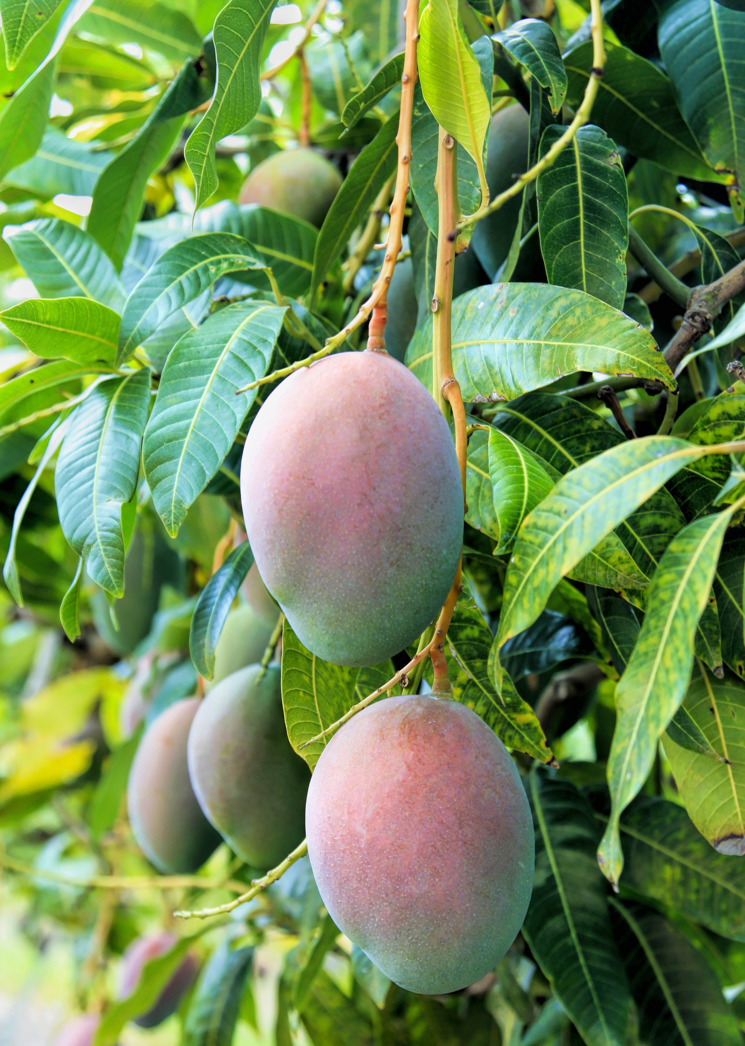 Large Sow Exotic Mango 'Pickering' tropical fruit tree in burlap pot, showcasing lush green foliage and healthy growth.