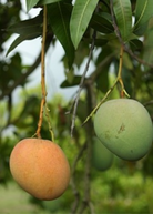 Large Sow Exotic Mango 'Tebow' tropical fruit tree in burlap pot with lush green foliage and healthy branches.
