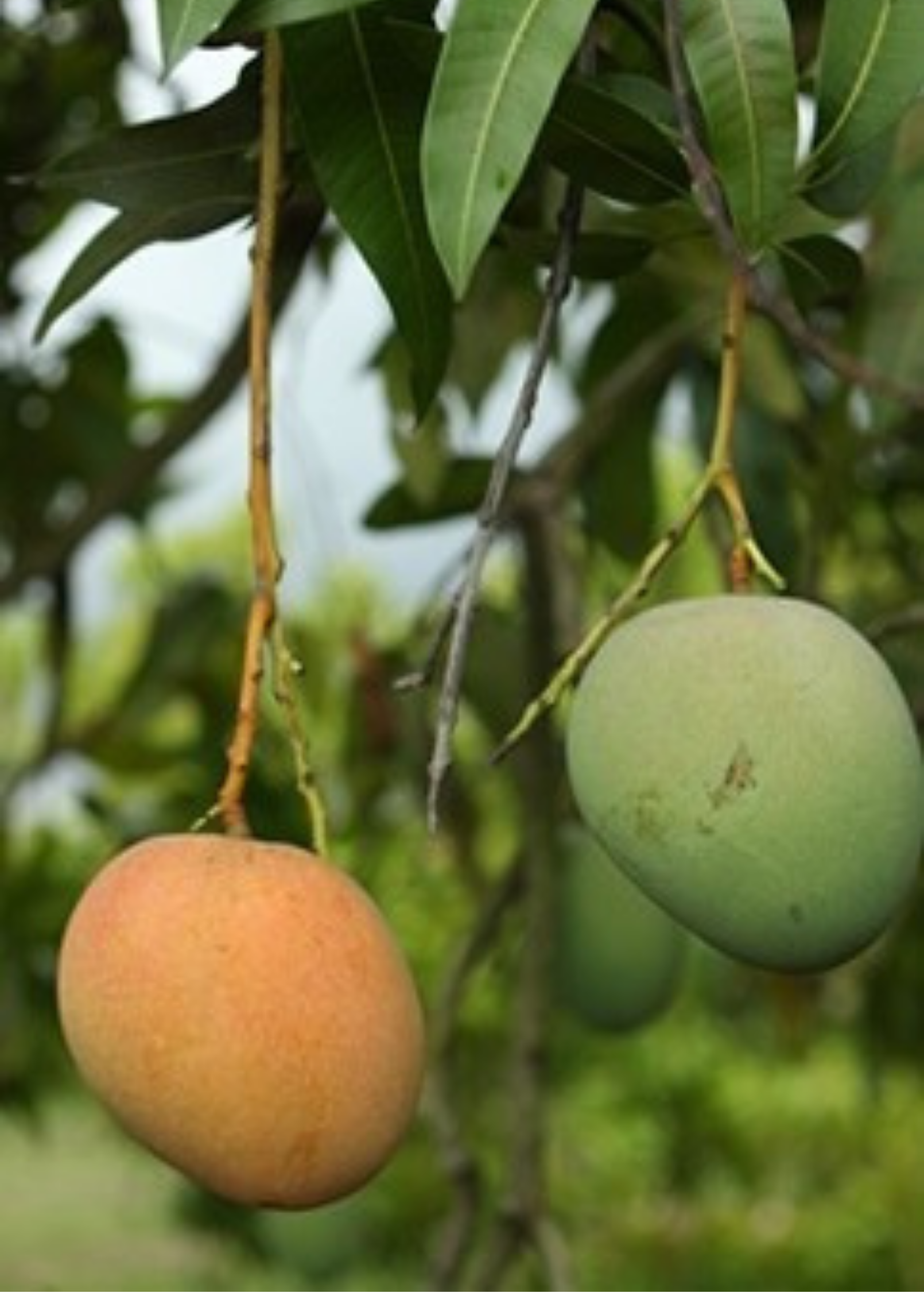 Large Sow Exotic Mango 'Tebow' tropical fruit tree in burlap pot with lush green foliage and healthy branches.