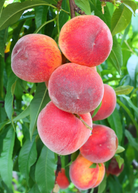 Large burlap pot with a Peach 'Florida Grande' tropical fruit tree by Sow Exotic, showcasing healthy foliage and tree structure.