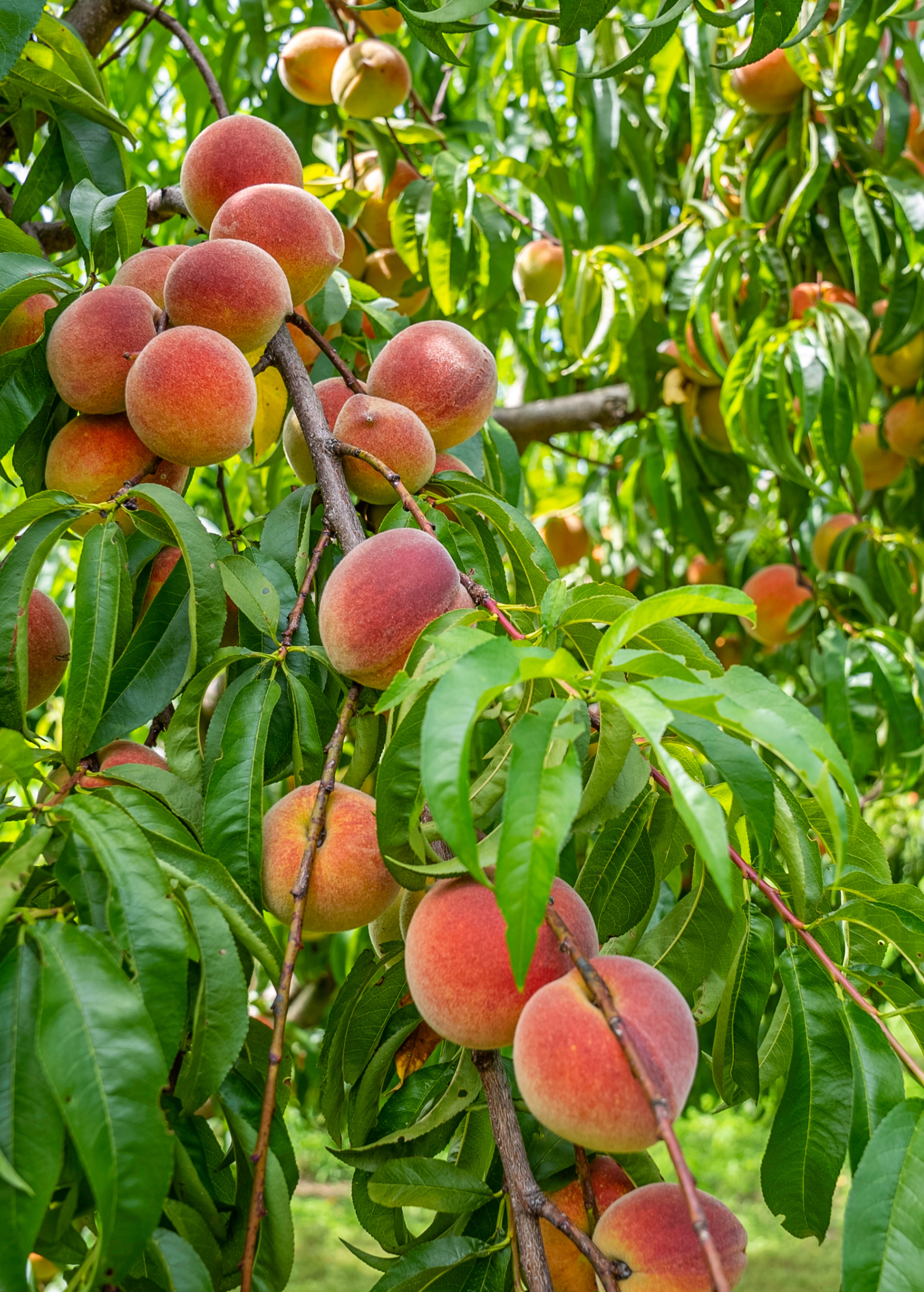 Large peach 'Tropic Prince' tropical fruit tree in burlap pot by Sow Exotic, showing lush foliage and healthy growth.