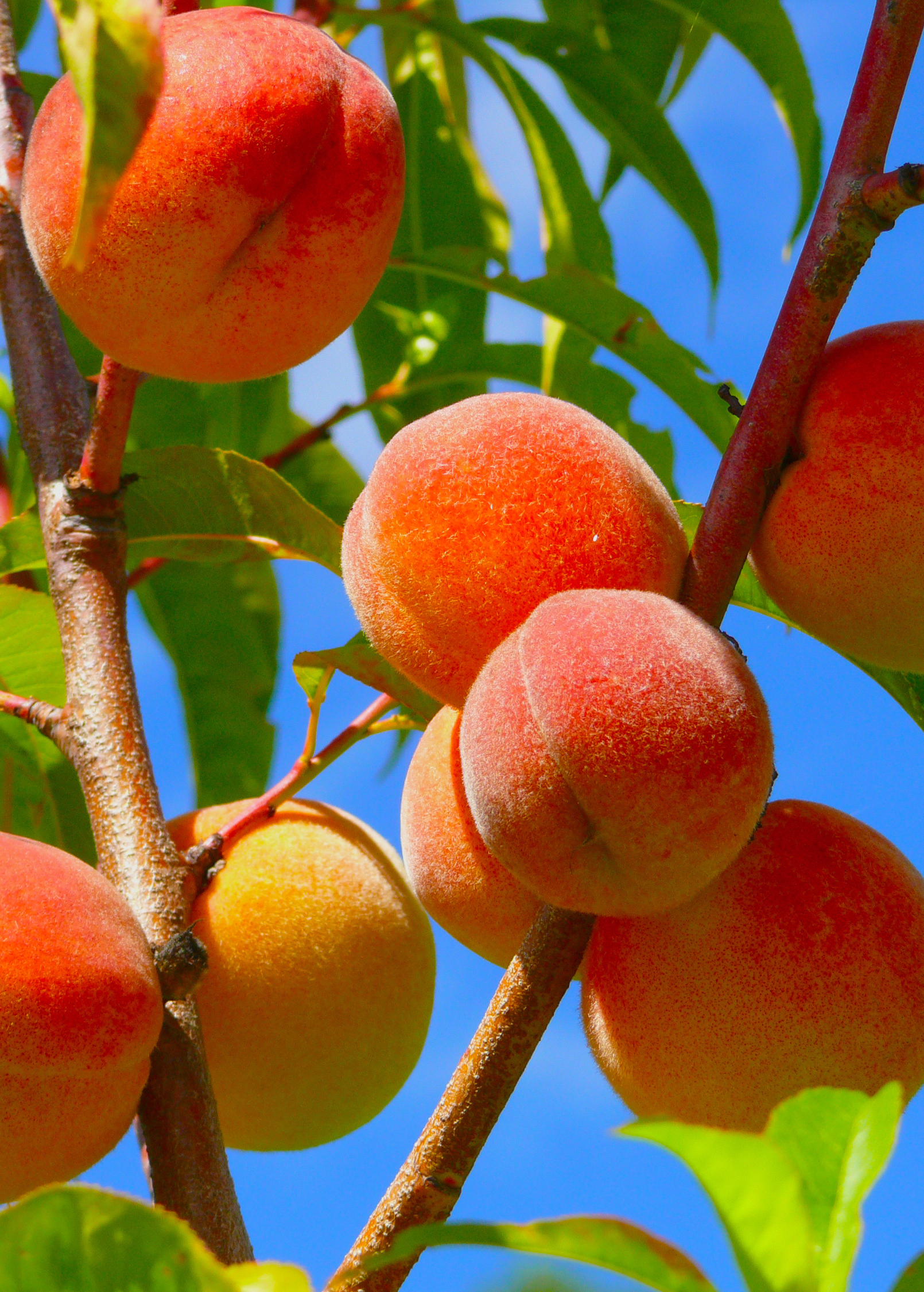 Large peach 'Tropic Prince' tropical fruit tree in burlap pot by Sow Exotic, showing lush green foliage and healthy growth.