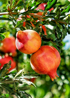 Large potted Parfianka pomegranate tree by Sow Exotic, tropical fruit tree in a burlap container with lush green foliage.
