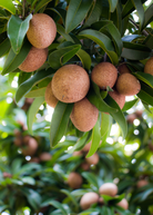Large burlap pot with Sapodilla 'Makok' tropical fruit tree by Sow Exotic, showcasing lush green foliage and healthy growth.