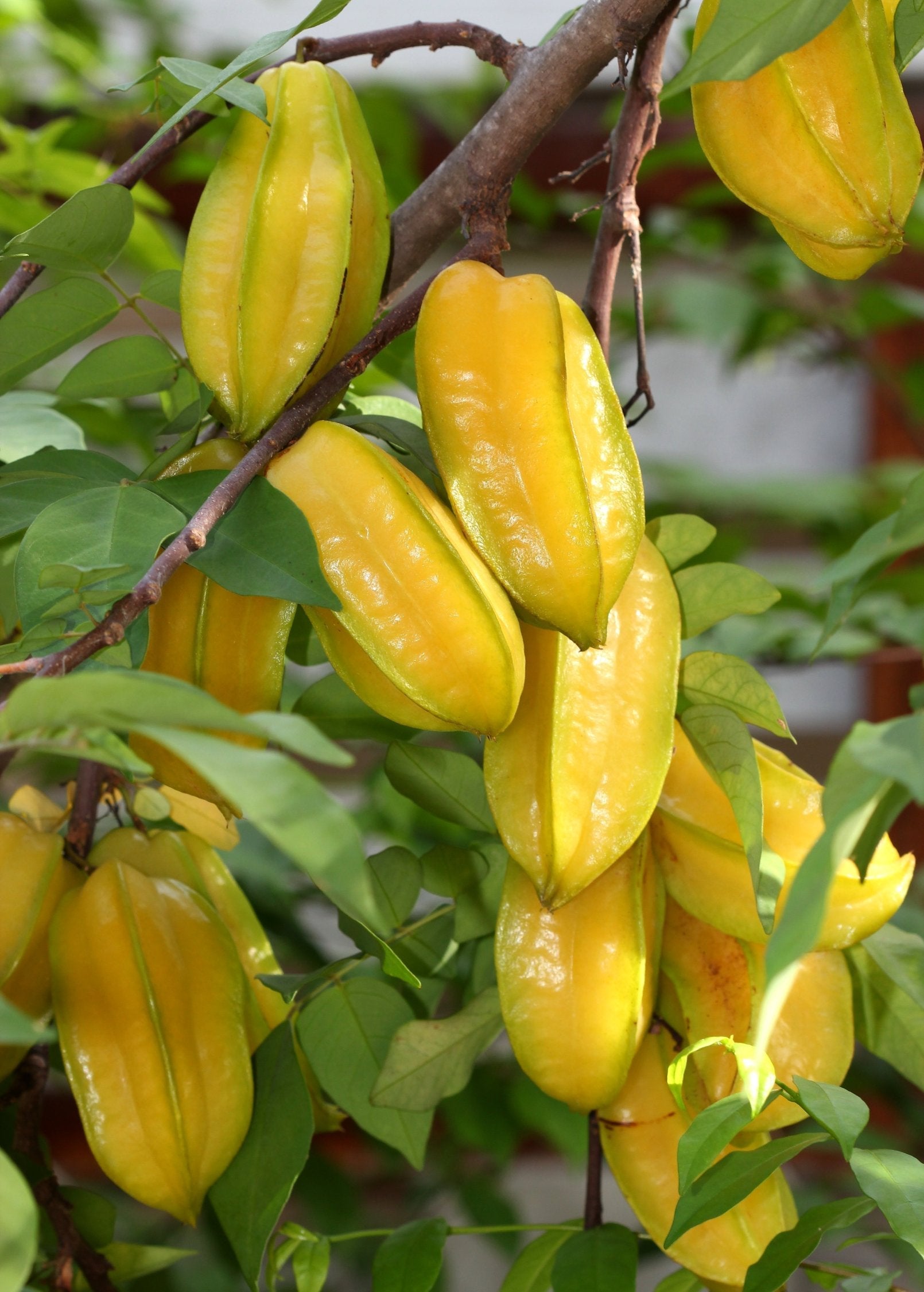Large star fruit 'Fwang Tung' tree in burlap pot, tropical fruit tree by Sow Exotic, with lush green star-shaped fruit on branches.