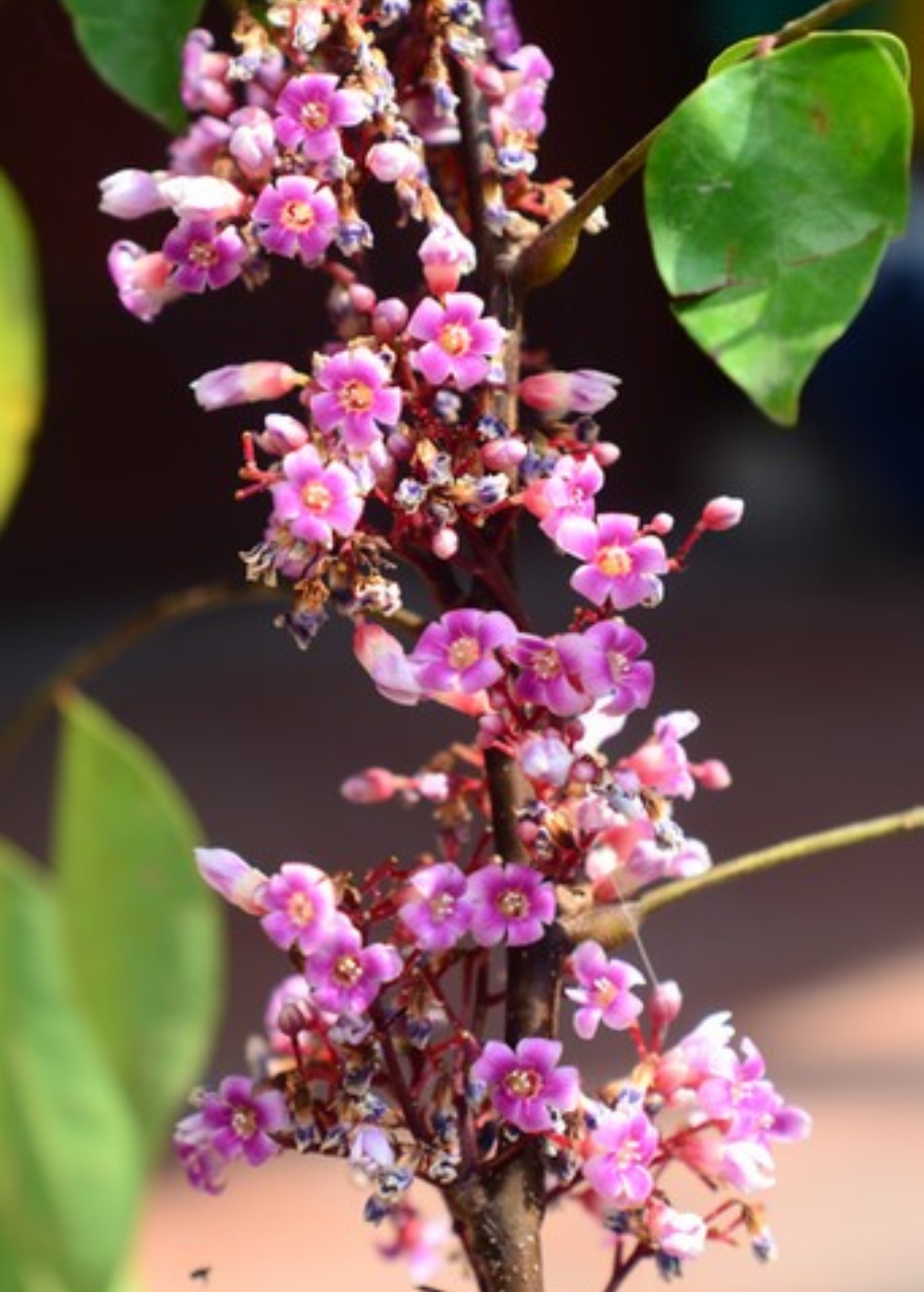 Large star fruit 'Fwang Tung' tropical fruit tree in burlap pot by Sow Exotic, showcasing lush star-shaped leaves and fruit clusters.